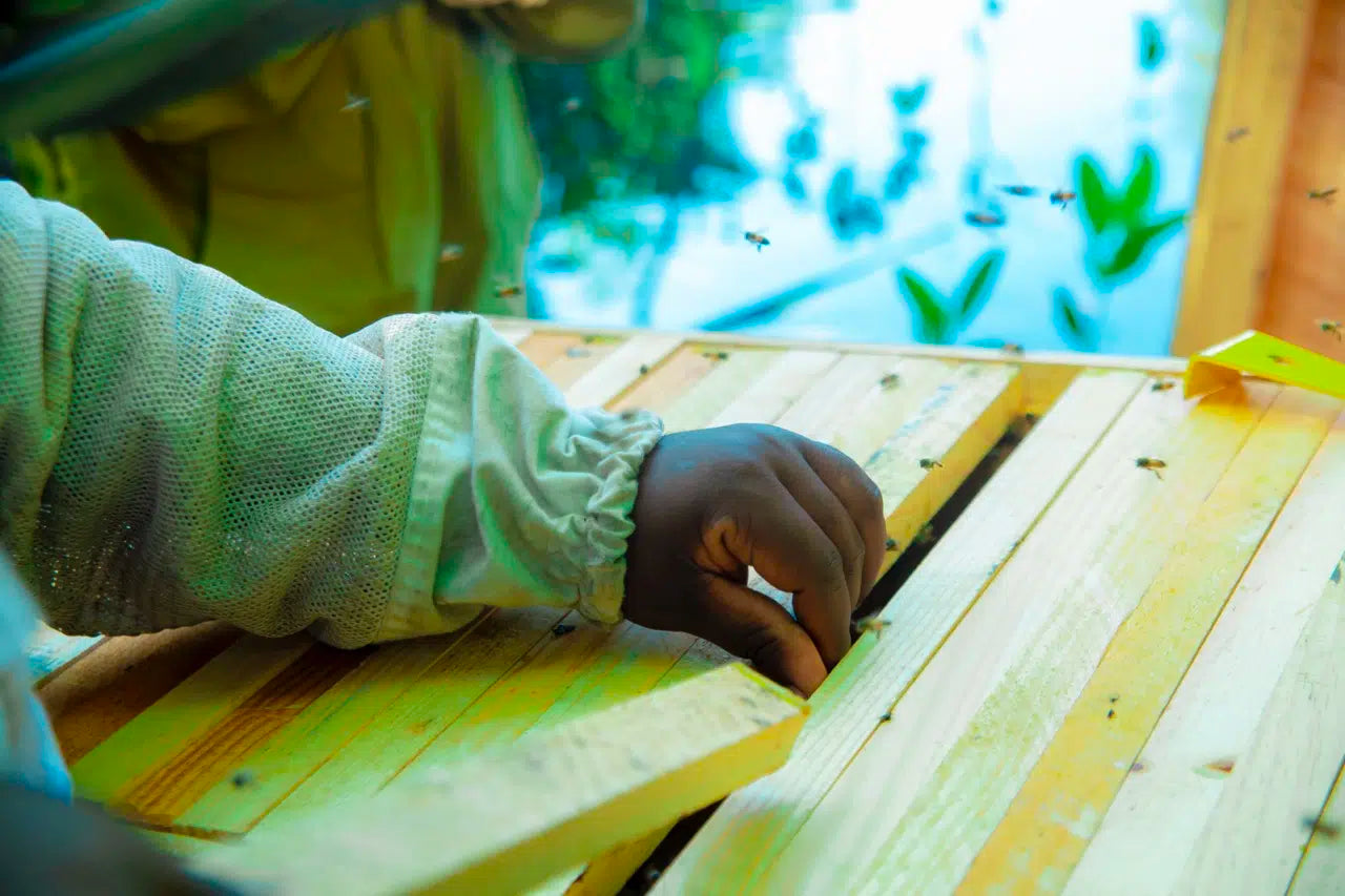 Bijenkast in de natuur