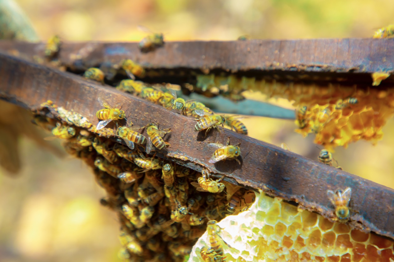 Bijenkorf in Tanzania