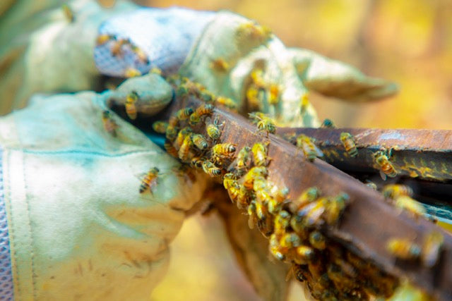 Close-up van bijen op raat