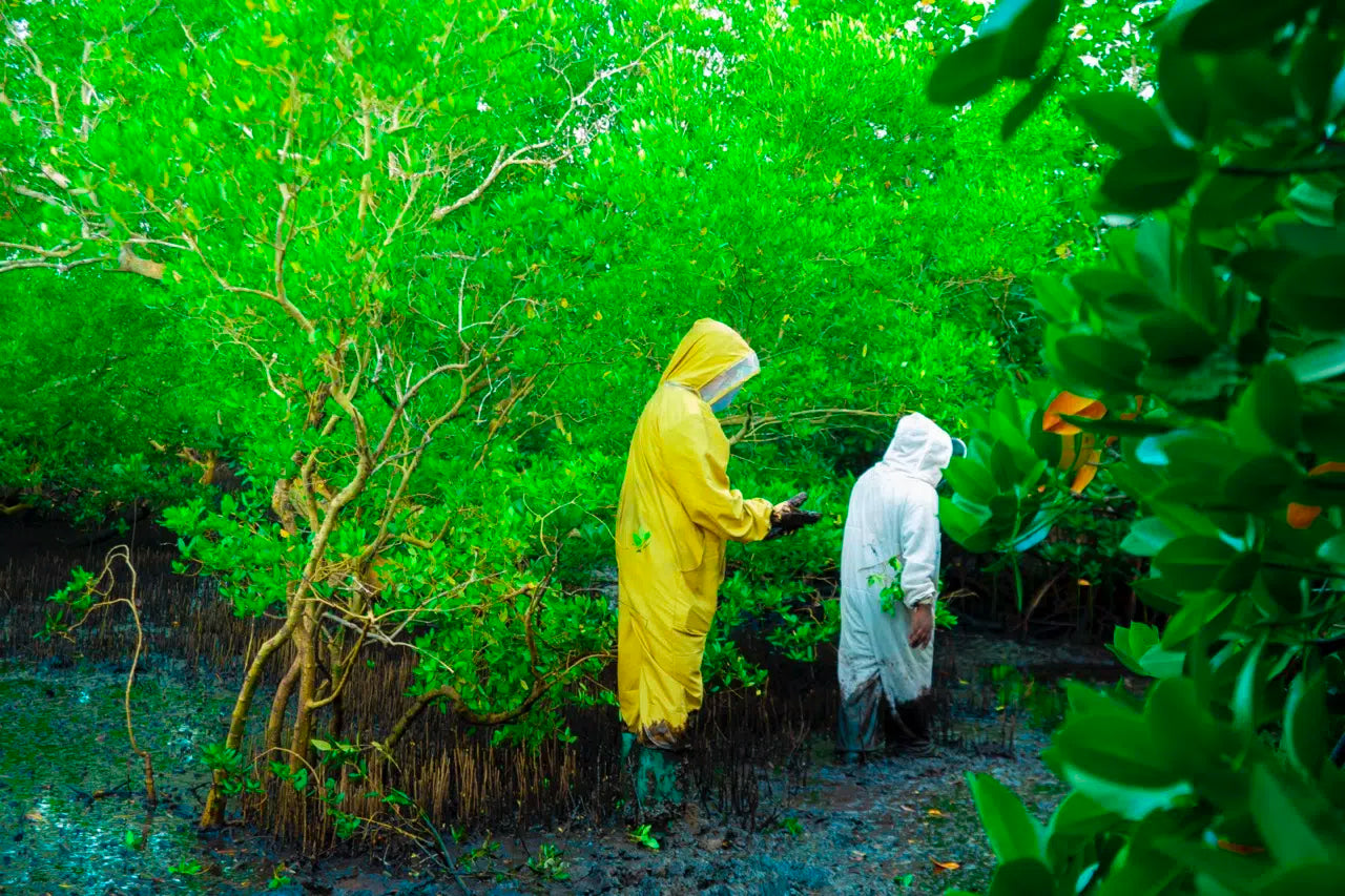 Imker in Tanzaniaans bos