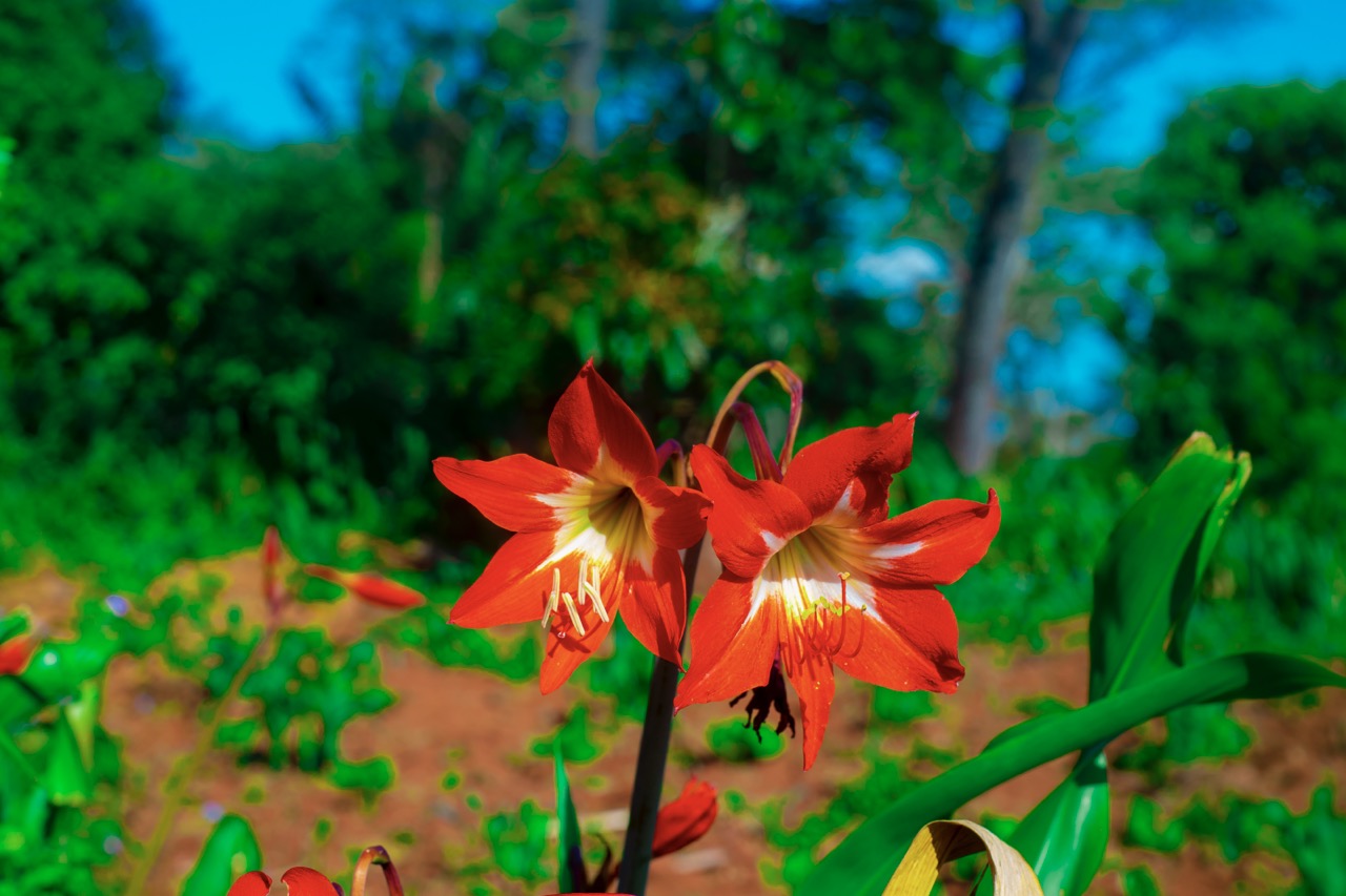 Bloemen en natuur rond Kilimanjaro